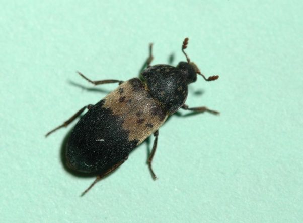 What kind of wood eating bug or beetle is this? Quora