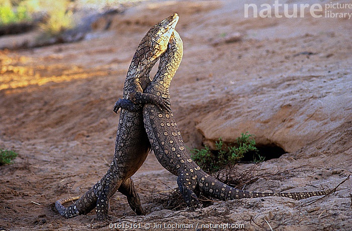 Apakah semua kadal suka berpelukan seperti layaknya biawak? - Quora