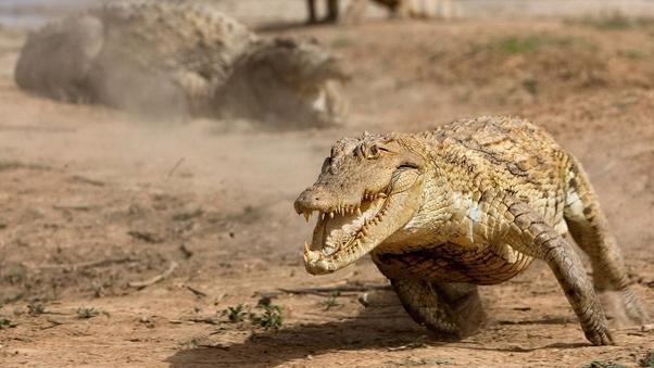 How fast can a crocodile run? Quora