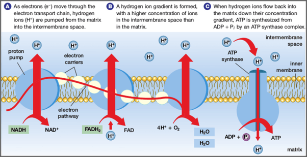 What is the function of the electron transport chain during cellular