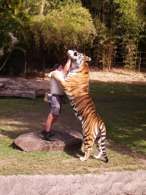 Do big cats ever stand on their hind legs? Quora