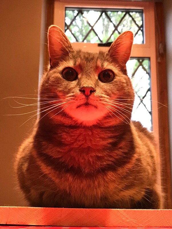 Why do cats sit in a bread loaf position? Quora