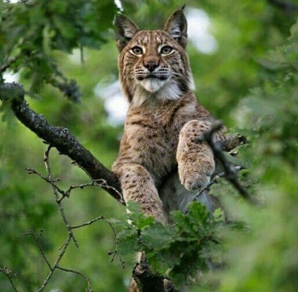 What is it like having a lynx as a pet? Quora