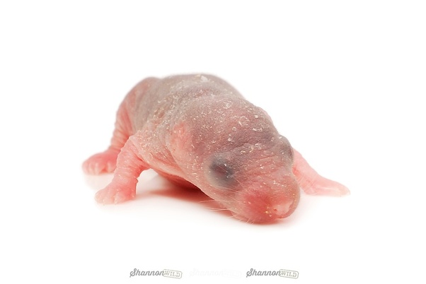 Are there any ugly baby animals? Quora
