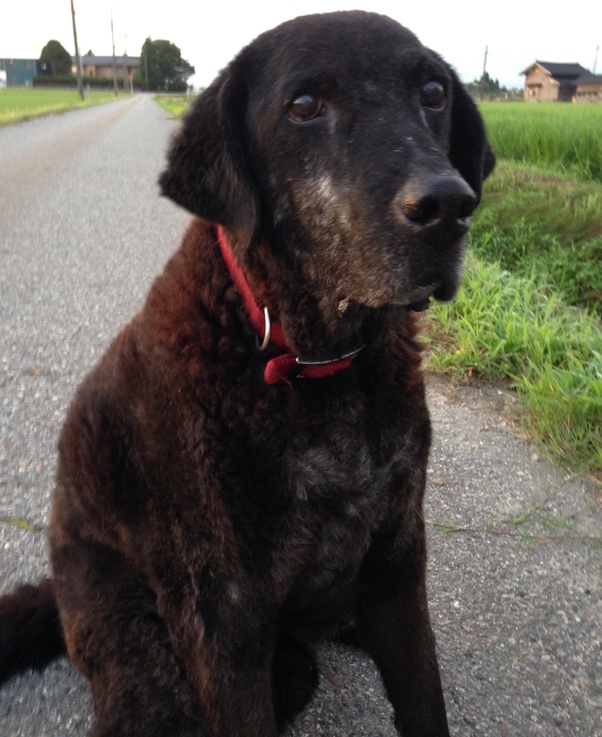 How often should I feed my labrador dog? Quora