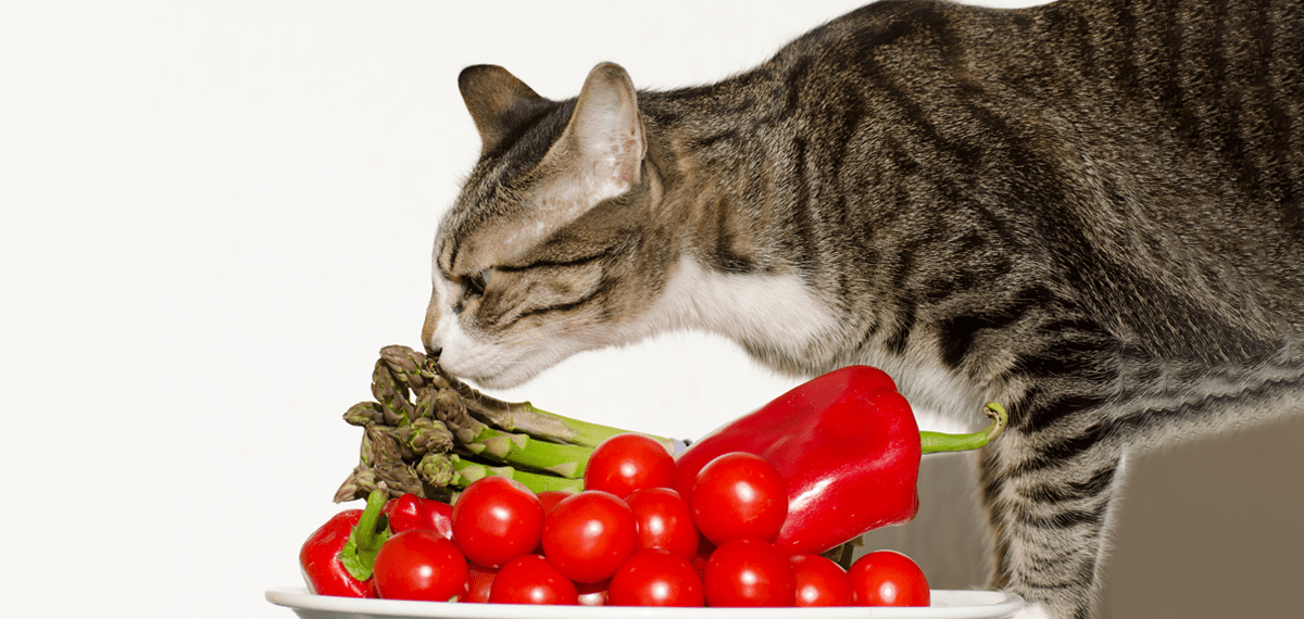 Vegetables Cats Can T Eat