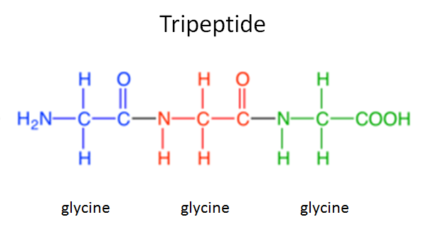 How many amino acids are present in a tripeptide? Quora