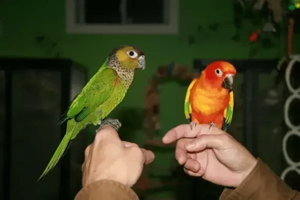 What are all the types of birds you can keep as pets? Quora