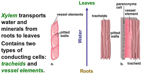 What is the function of tracheid cells? Quora