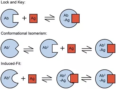 Enzymes - Lock&Key What Is The Lock And Key Model For How Enzymes Interact With Substrate Molecules? - Quora