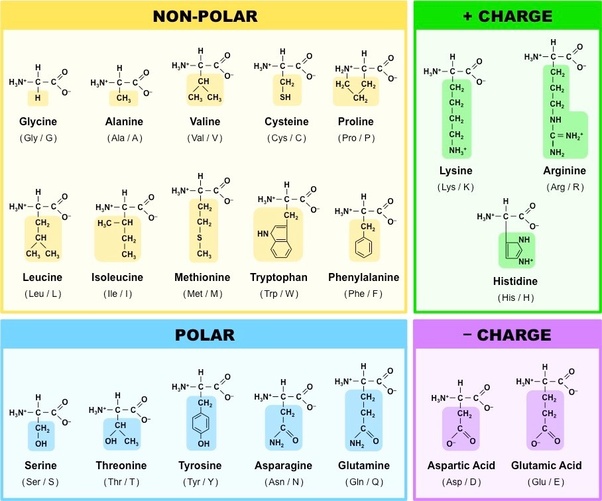 What are amino acids? Quora