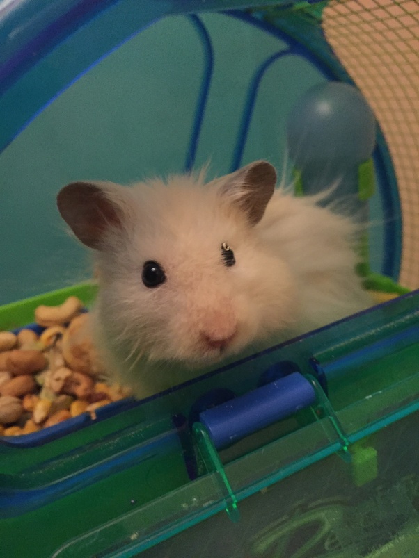 Which is better a hamster or a guinea pig? Quora
