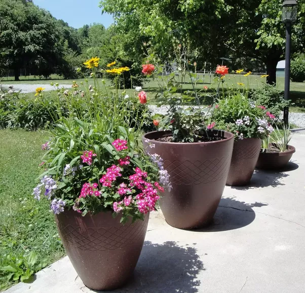 Where can I buy flower plants online in India? Quora