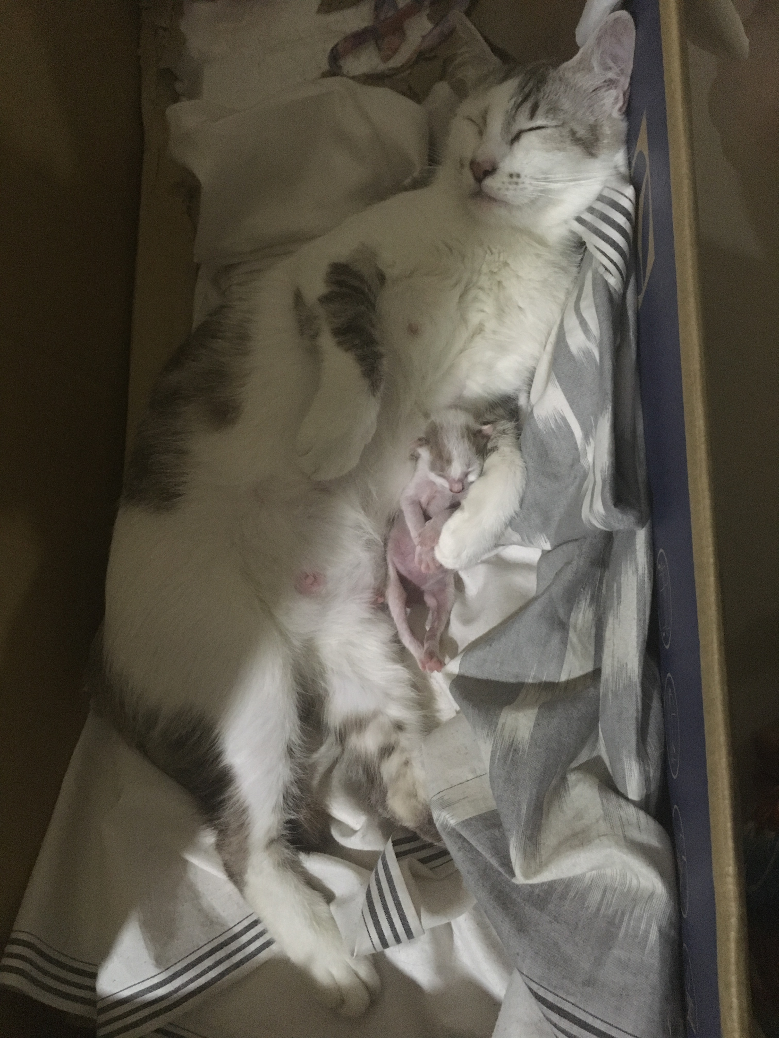 Apa penyebab induk kucing tidak mau menyusui anaknya setelah melahirkan? -  Quora