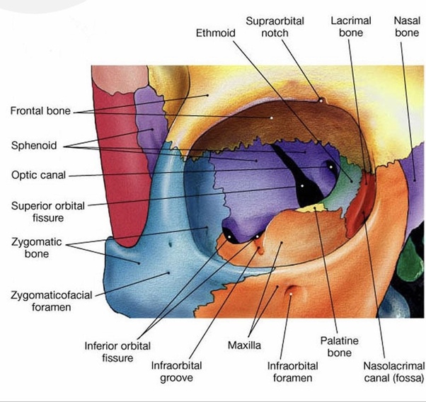 What is the bump on eye socket bone lining eyeball, close to the inner