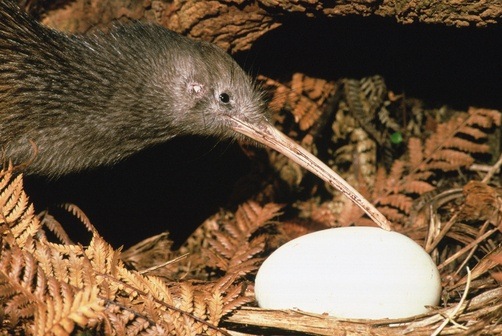What species of bird lays the largest egg in proportion to its size