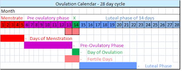 What Are The Chances Of Getting Pregnant 1 Week Before Your Period? - Quora