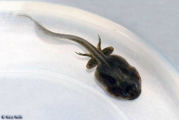 What is the English meaning of the Malayalam words Nee Podi Mara Makri