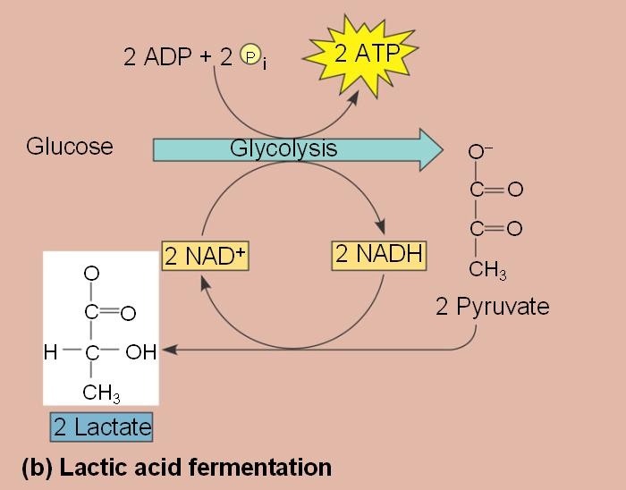 Berapa banyak ATP yang dihasilkan dalam respirasi anaerob? - Quora