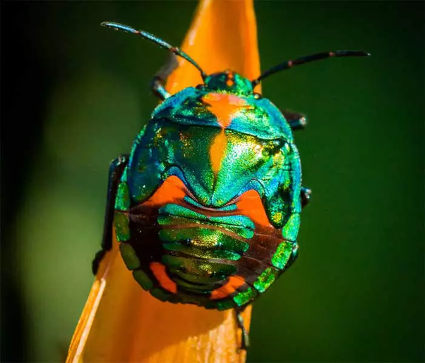 Is there any creature who has different color of blood? Quora