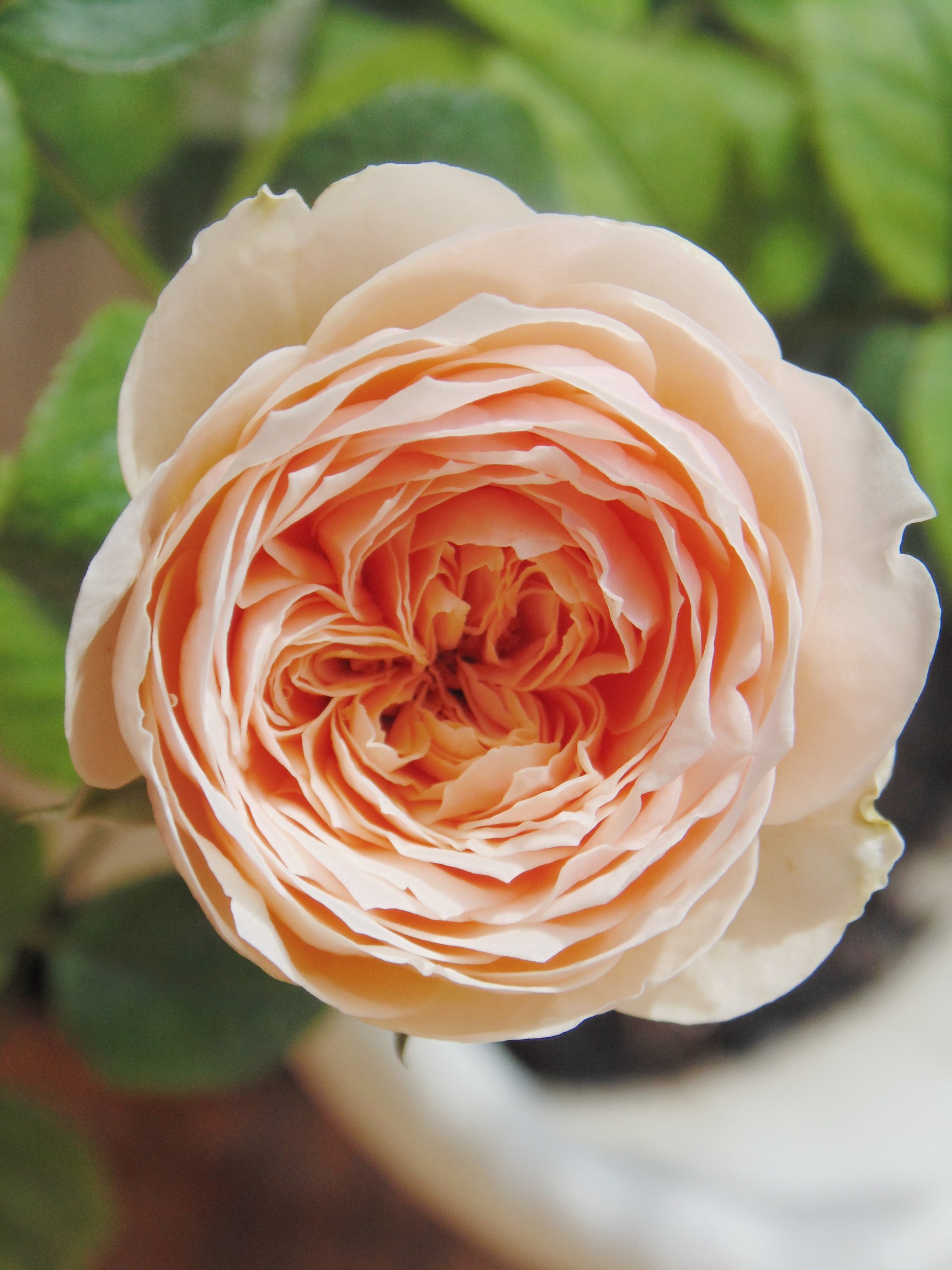 Bagaimana cara merawat tanaman bunga mawar? - Quora