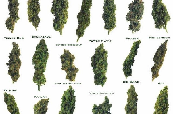 How Many Strains Of Cannabis Are There Different Strains of Weed You