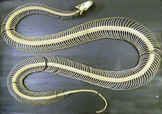 Are snakes considered invertebrates or vertebrates? Why? Quora
