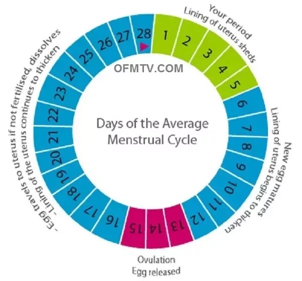 Can A Girl Get Pregnant After The 23-Day-Of Period? - Quora