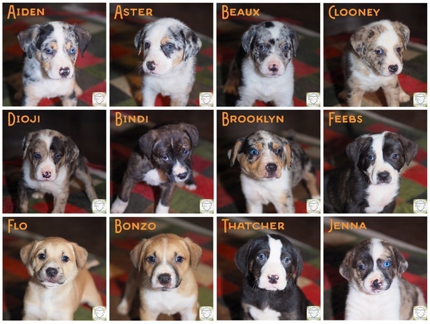 Why do people still buy animals from pet stores and irresponsible