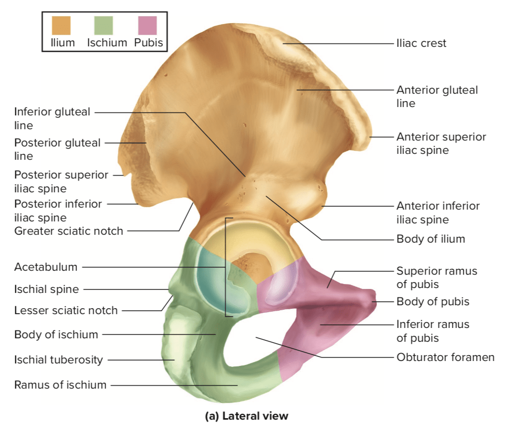Apakah tulang kemaluan dan tulang panggul itu sama? - Quora