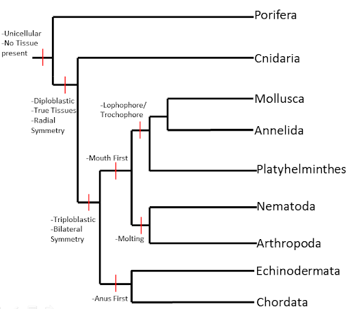 Mengapa cacing tidak diklasifikasikan ke dalam satu filum melainkan menjadi  tiga filum? - Quora