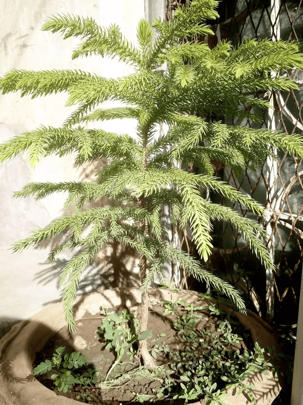 What are some examples of coniferous trees? Quora