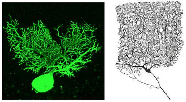 Sel kulit manusia diganti setiap 20 hari, sedangkan sel otak manusia  bertahan 30 sampai 50 tahun. Mengapa sel-sel otak perlu bertahan begitu  lama? Mengapa ini bisa menjadi masalah jika kita berhasil memperpanjang