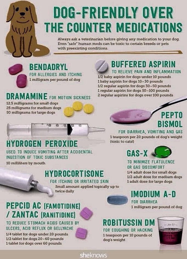 Is It Safe To Give My Dog Benadryl? - Quora