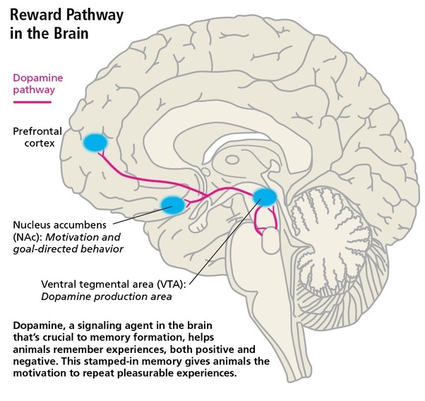 What is the role of dopamine in the brain? Quora