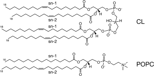 Why is the inner mitochondrial membrane impermeable to [math]H