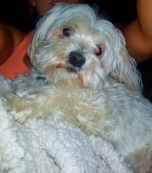 Why does a Maltese dog shed so much? Quora