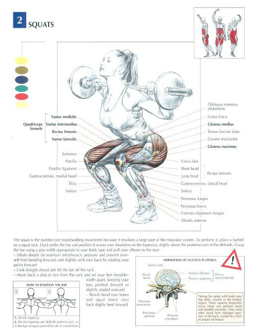 Apakah latihan &lsquo;squat&rsquo; benar-benar untuk latihan paha atau pinggul? - Quora