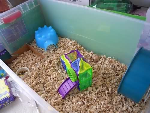 What are the best hamster cages in PetSmart? Quora