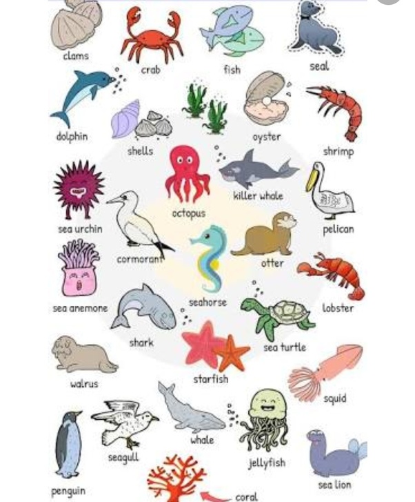 What is the name of an aquatic animal? Quora