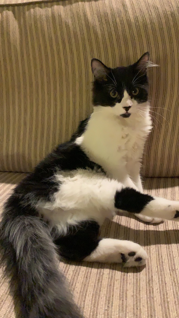 Is My Little Kitten Misbehaving Again If You Don T Cut The Act