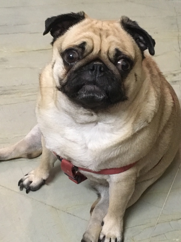 Why do pugs look unhappy? Quora