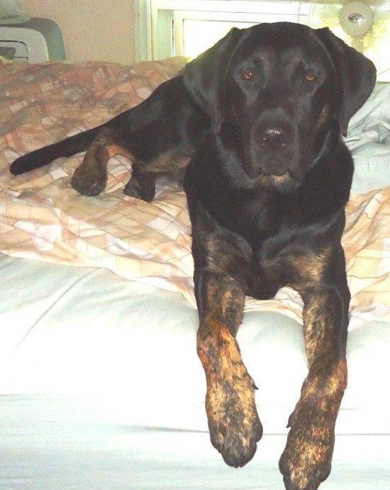 How Rare Are Brindle Labrador Dogs? - Quora