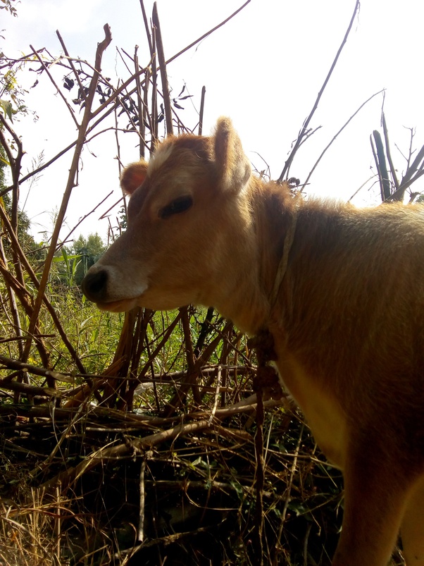 Do farm animals, like cows or goats, get attached to their owners? Quora