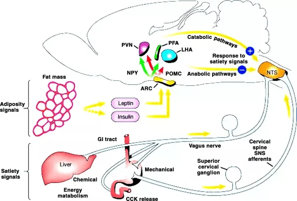 Does overeating stretch the stomach and cause an increase in appetite