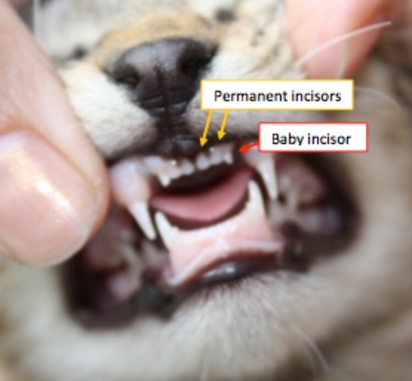 How To Age A Cat By Teeth Gegu Pet