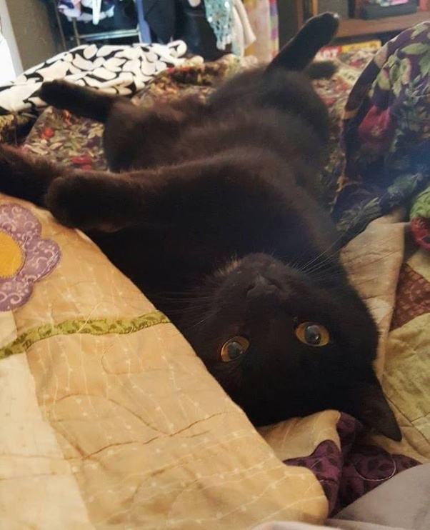 Get Keeping Cat In Bedroom At Night Pictures