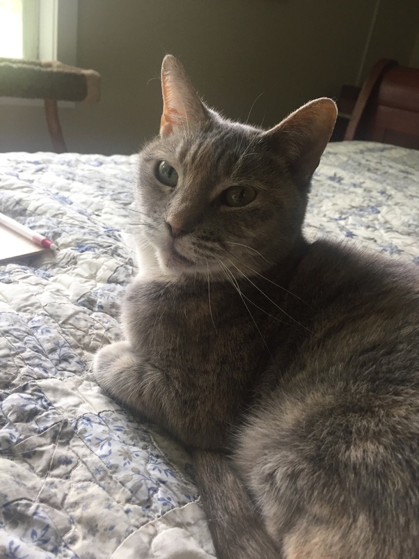 Ide 37+ I Choose You Over My Cats Pics