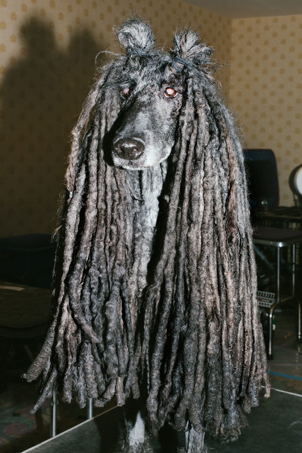 Can white people wear dreadlocks? Quora