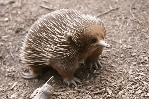 What are egglaying animals called? Quora